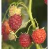 Framboos Rubus Idaeus Autumn Bliss 75 cm klimplant