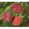 Framboos Rubus Malling Promise M 75 cm klimplant