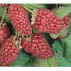 Frambraam Loganbes Rubus Loganberry 75 cm klimplant