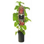 Frambraam Loganbes Rubus Loganberry 75 cm klimplant