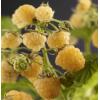 Gele Framboos Rubus Idaeus Fallgold L 120 cm klimplant