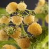 Gele Framboos Rubus Idaeus Fallgold M 75 cm klimplant