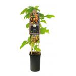 Gele Framboos Rubus Idaeus Fallgold M 75 cm klimplant