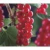 Rode Bes Ribes Rubrum Jonkheer van Tets M 75 cm klimplant