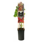 Rode Bes Ribes Rubrum Jonkheer van Tets M 75 cm klimplant