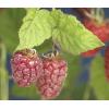 Taybes Rubus Tayberry M 75 cm klimplant