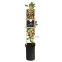 Vijg Ficus Carica Brown Turkey L 120 cm klimplant