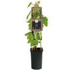 Witte Druif Pitloos Vitis Himrod 75 cm klimplant