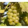 Witte Druif Vitis Riesling 75 cm klimplant