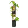 Witte Druif Vitis Riesling 75 cm klimplant