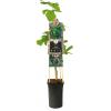 Zwarte Bes Ribes Nidigrolaria Josta 75 cm klimplant