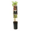 Zwarte Bes Ribes Nigrum Ben Nevis 75 cm klimplant