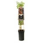 Zwarte Bes Ribes Nigrum Ben Nevis 75 cm klimplant