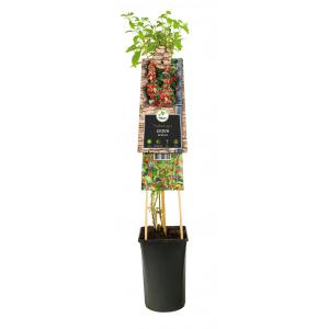 Zwarte Bes Ribes Nigrum Ben Nevis 75 cm klimplant