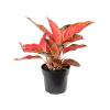 Aglaonema Cherry Baby 45 cm kamerplant