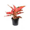 Aglaonema Cherry Baby 45 cm kamerplant