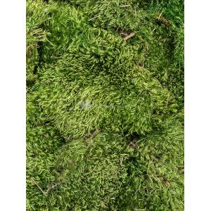 Hairmoss Bosgroen mos 4 windowbox 0,64 m2 gepreserveerd mos