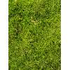 Longmoss Bosgroen mos 4 windowbox 1,32 m2 gepreserveerd mos