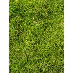 Longmoss Bosgroen mos 4 windowbox 1,32 m2 gepreserveerd mos