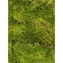 Longmoss Bosgroen mos bulk 1,25 m2 gepreserveerd mos