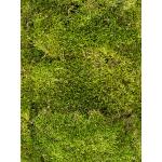 Longmoss Bosgroen mos bulk 1,25 m2 gepreserveerd mos