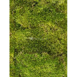 Longmoss Bosgroen mos bulk 1,25 m2 gepreserveerd mos