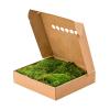 Platmos Bosgroen mos 4 windowbox 2 m2 gepreserveerd mos