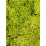 Rockmoss Lichtgroen mos 4 windowbox 1,6 m2 gepreserveerd mos