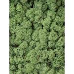 Rendiermos Midden Groen bulk 0,45 m2 gepreserveerd mos