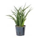 Sansevieria cylindrica Spike Marmoratus S 30 cm hydrocultuur plant