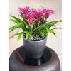 Lechuza Classico LS Anthracite XS 21x20 cm ronde antraciet bloempot