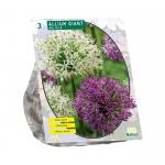 Baltus Allium Giant Mix bloembollen per 3 stuks