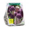 Baltus Allium Pinball Wizard bloembollen per 2 stuks