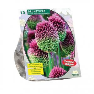 Baltus Allium Sphaerocephalon bloembollen per 75 stuks