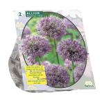 Baltus Allium Stipitatum bloembollen per 2 stuks