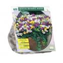 Baltus Crocus Botanisch Mix bloembollen per 60 stuks