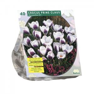 Baltus Crocus Chrysanthus Prins Claus bloembollen per 40 stuks