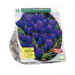 Baltus Crocus Grootbloemig Blauw bloembollen per 25 stuks