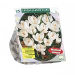 Baltus Crocus Grootbloemig Wit bloembollen per 25 stuks
