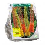 Baltus Eremurus Ruiter Hybriden Mix bloembollen per 2 stuks