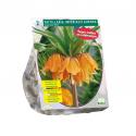 Baltus Fritillaria Imperialis Aurora bloembollen per 2 stuks