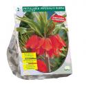 Baltus Fritillaria Imperialis Rubra bloembollen per 2 stuks