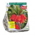 Baltus Fritillaria Imperialis Rubra bloembollen per 2 stuks
