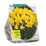 Baltus Narcis Carlton narcissen bloembollen per 20 stuks