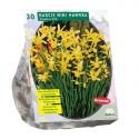 Baltus Narcis Mini Hawera narcissen bloembollen per 30 stuks
