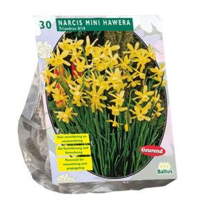 Baltus Narcis Mini Hawera narcissen bloembollen per 30 stuks