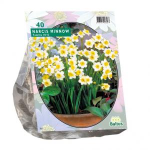 Baltus Narcis Mini Minnow narcissen bloembollen per 40 stuks