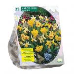 Baltus Narcis Mini Mix narcissen bloembollen per 25 stuks