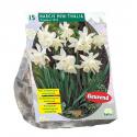 Baltus Narcis Mini Thalia narcissen bloembollen per 15 stuks