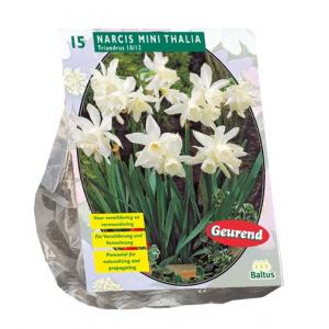 Baltus Narcis Mini Thalia narcissen bloembollen per 15 stuks